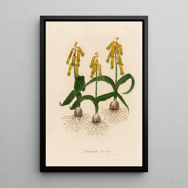 Gaetano Savi - Lachenalia tricolor.webp