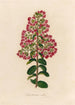 Lagenstroemia indica - Gaetano Savi — widok dzieła
