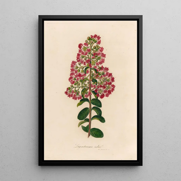 Gaetano Savi - Lagenstroemia indica.webp