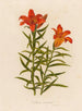 Lilium croceum - Gaetano Savi — widok dzieła