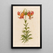 Lilium superbum - Gaetano Savi — oprawiony obraz na ścianie