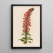 Lobelia fulgens - Gaetano Savi — oprawiony obraz na ścianie
