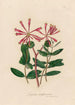 Lonicera sempervirens - Gaetano Savi — widok dzieła