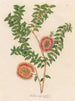 Melaleuca hypericifolia - Gaetano Savi — widok dzieła