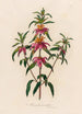 Monarda punctata - Gaetano Savi — widok dzieła