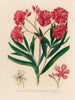 Nerium oleander w pełni kwitnienia - Gaetano Savi — widok dzieła