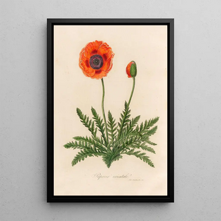 Gaetano Savi - Papaver orientale.webp