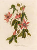 Passiflore princeps - Gaetano Savi — widok dzieła