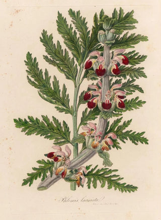 Gaetano Savi - Phlomis laciniata.webp