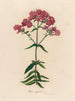 Phlox suffruticosa - Gaetano Savi — widok dzieła