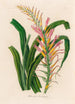 Pitcairnia lanuginosa - Gaetano Savi — widok dzieła