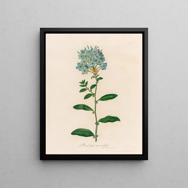 Gaetano Savi - Plumbago auriculata.webp