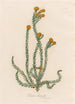 Protea hirsuta - Gaetano Savi — widok dzieła