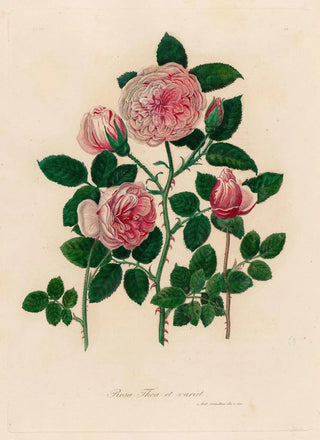 Gaetano Savi - Rosa Thea et variet.webp