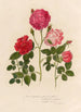 Rosa bengalensis phoenicca plena i 2 Rosa bengalensis amethystina semiplena oraz 3 Rosa bengalensis semiplena lucida - Gaetano Savi — widok dzieła
