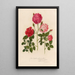 Rosa bengalensis phoenicca plena i 2 Rosa bengalensis amethystina semiplena oraz 3 Rosa bengalensis semiplena lucida - Gaetano Savi — oprawiony obraz na ścianie