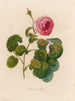 Rosa bullata - Gaetano Savi — widok dzieła