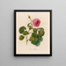 Rosa bullata - Gaetano Savi — oprawiony obraz na ścianie