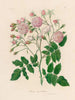 Rosa noisettiana - Gaetano Savi — widok dzieła