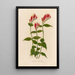 Spigelia marilandica - Gaetano Savi — oprawiony obraz na ścianie