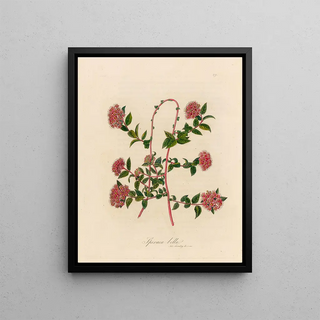 Gaetano Savi - Spiraea bella.webp