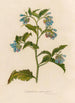 Symphytum asperrimum - Gaetano Savi — widok dzieła