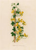 Tropaeolum peregrinum - Gaetano Savi — widok dzieła