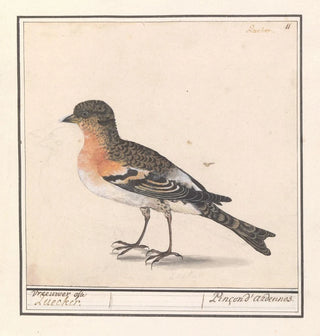 Gardez Fringilla montifringilla - Anselmus Botius de Boodt