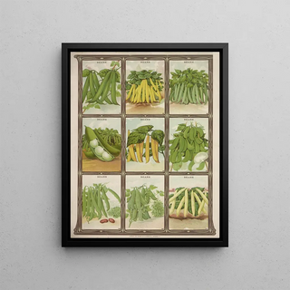 Genesee Valley Lithograph Co - Beans.webp