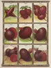 Burak - Genesee Valley Lithograph & Co.. — widok dzieła