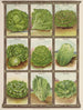 sałaty - Genesee Valley Lithograph & Co.. — widok dzieła