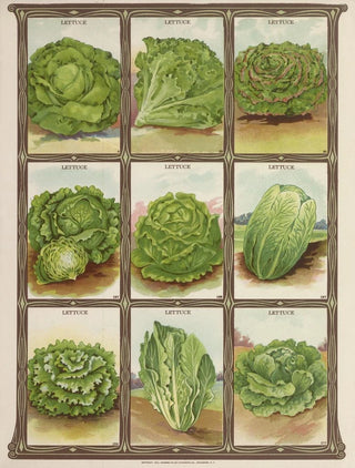 Genesee Valley Lithograph Co - Lettuce.webp