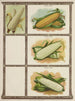 Pop Corn Maïs sucré - Genesee Valley Lithograph & Co.. — widok dzieła