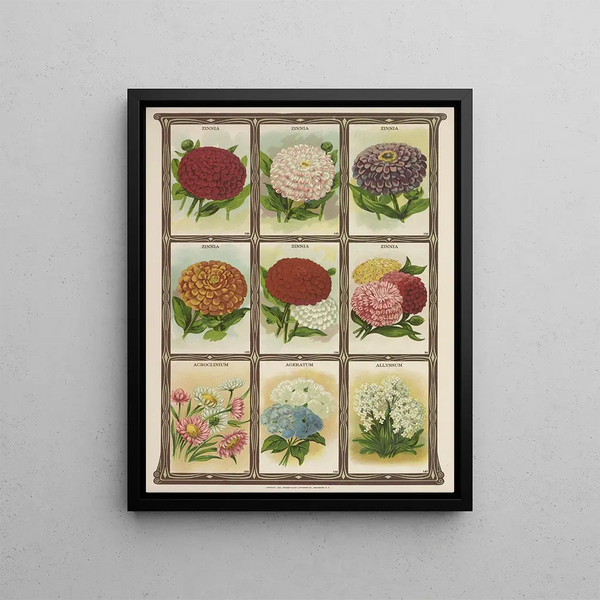 Genesee Valley Lithograph Co - Zinnia Acroclinium Ageratum Allyssum.webp