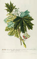 Acer III - Georg Dionysius Ehret — widok dzieła