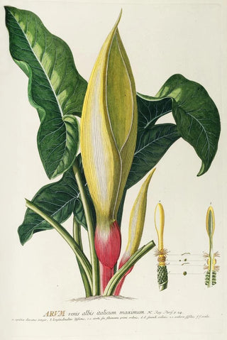 Georg Dionysius Ehret - Arum.webp