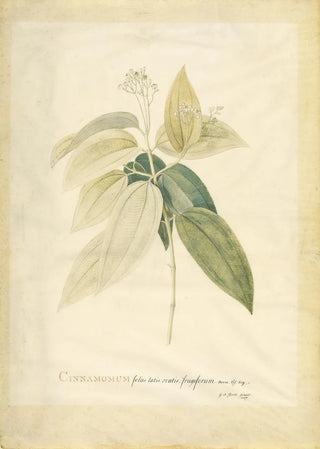 Georg Dionysius Ehret - Cinnamomum.webp