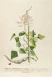 Corallodendron - Georg Dionysius Ehret — widok dzieła