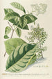 Ehretia - Georg Dionysius Ehret — widok dzieła