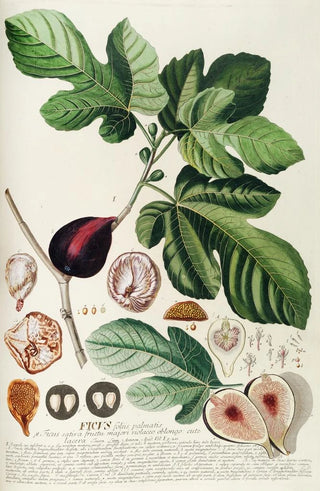 Georg Dionysius Ehret - Ficus II.webp