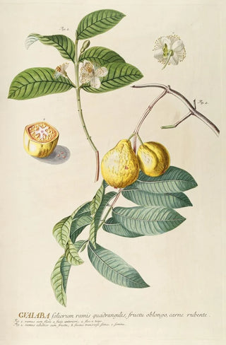 Georg Dionysius Ehret - Guaiaba.webp