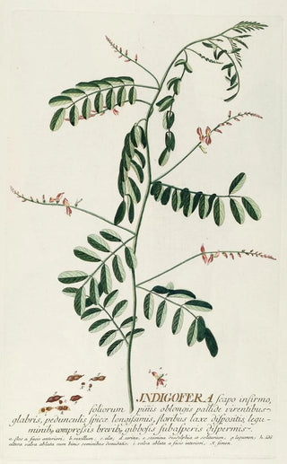 Georg Dionysius Ehret - Indigofera III.webp