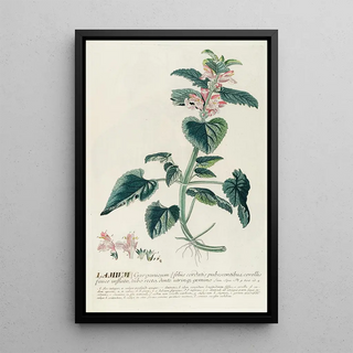 Georg Dionysius Ehret - Lamium.webp