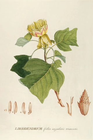 Georg Dionysius Ehret - Liriodendrum.webp