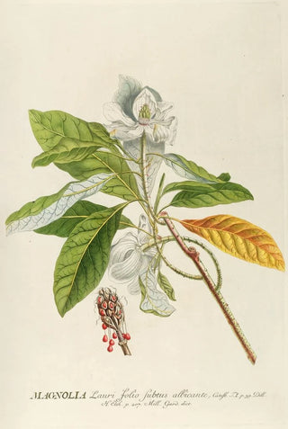 Georg Dionysius Ehret - Magnolia.webp