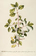 Mespilus - Georg Dionysius Ehret — widok dzieła