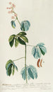 Mimosa - Georg Dionysius Ehret — widok dzieła