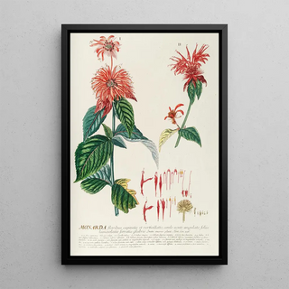 Georg Dionysius Ehret - Monarda.webp