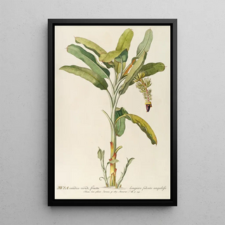 Georg Dionysius Ehret - Musa.webp