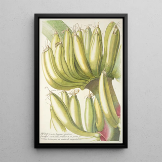 Georg Dionysius Ehret - Musae.webp